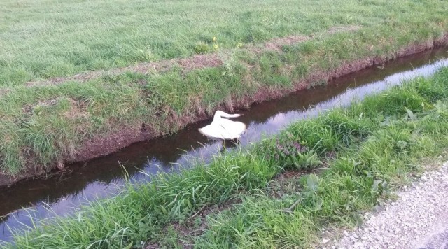 dode zwaan