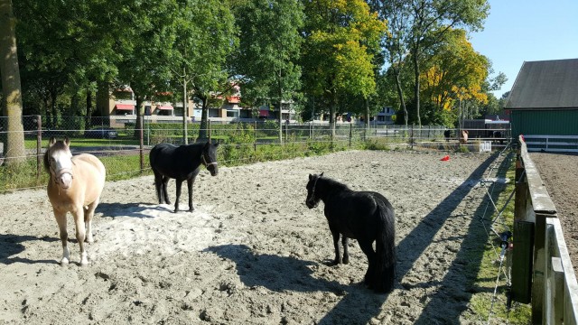 Dordtsche manege