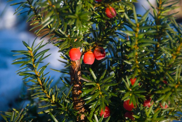 taxus