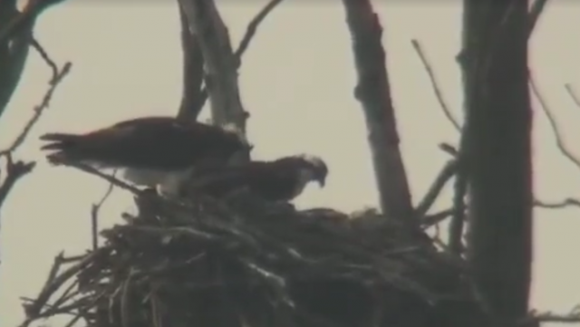 visarenden geboren in de biesbosch