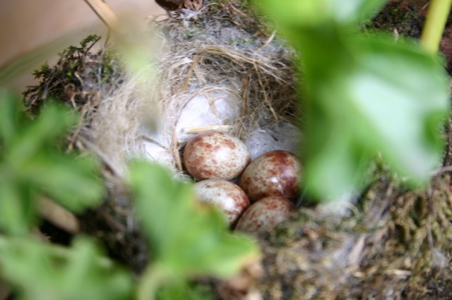 vogelnest
