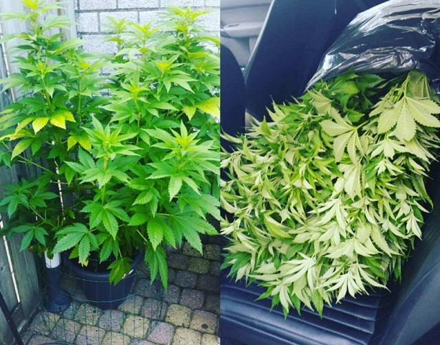 inbeslaggenomenwietplantendordrecht