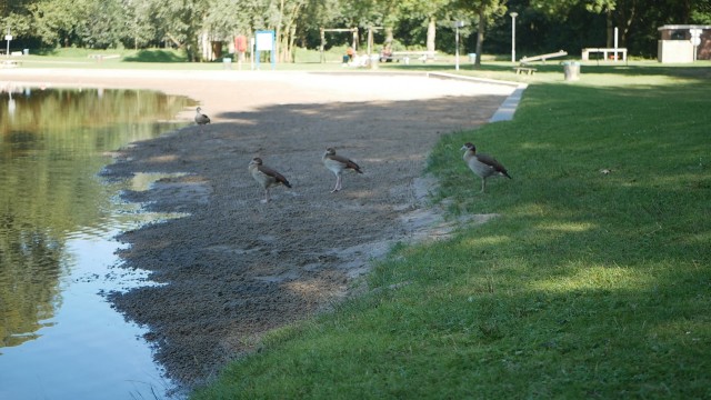 Plas Merwelanden in Biesbosch 2