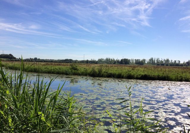 biesbosch1