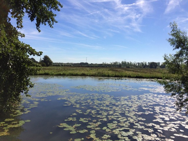 biesbosch3