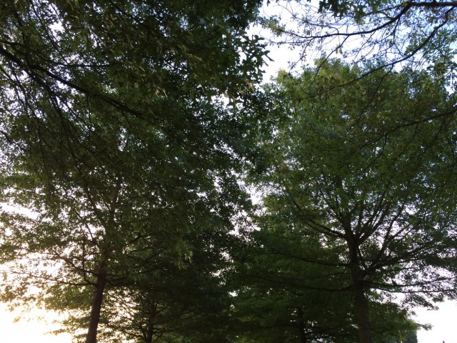 bomen