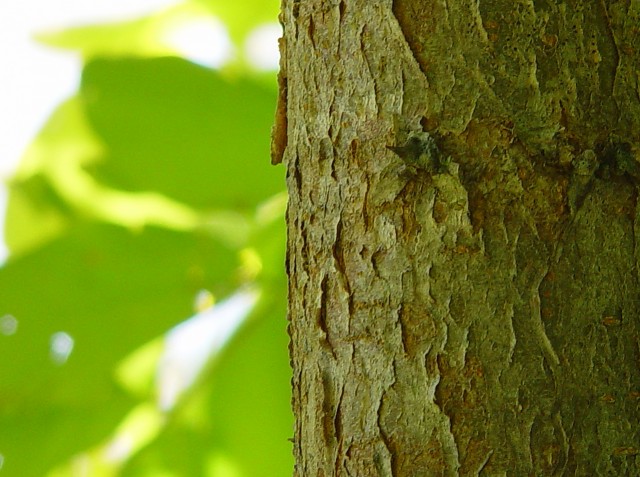 boom bomen