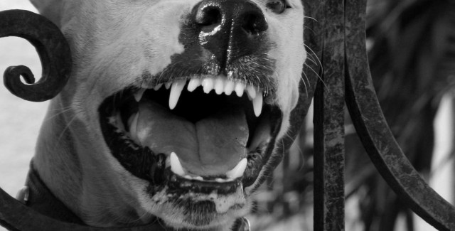 hond laat tanden zien