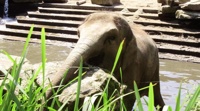 olifant in diergaarde blijdorp
