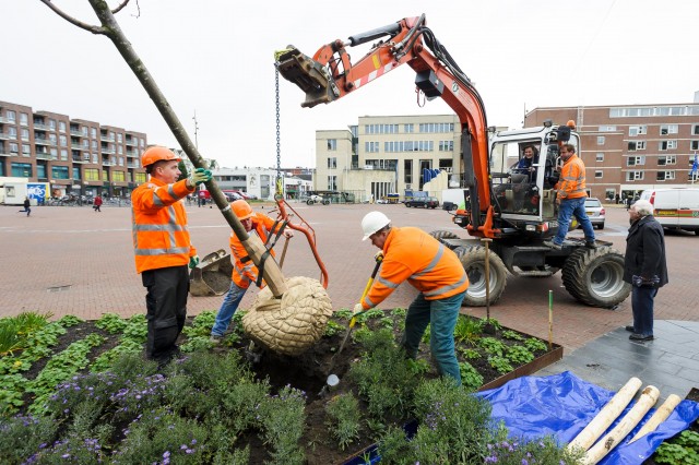 bomen planten marktplein papendrecht