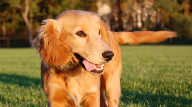 hond
