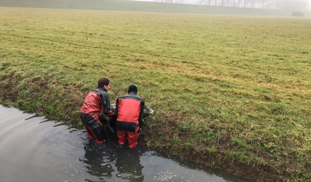schaap-aangevallen-door-hond-dordrecht