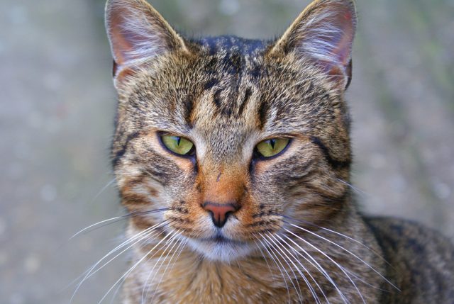 kat poes huisdier