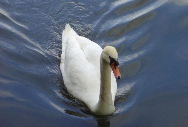 zwaan in sloot