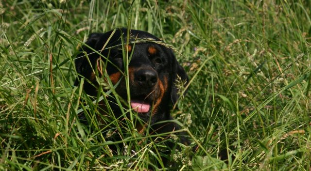 hond rottweiler