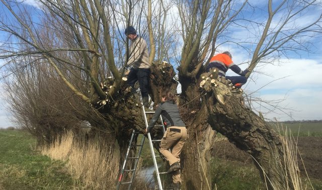 wilgen knotten