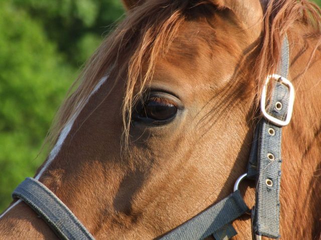 paard