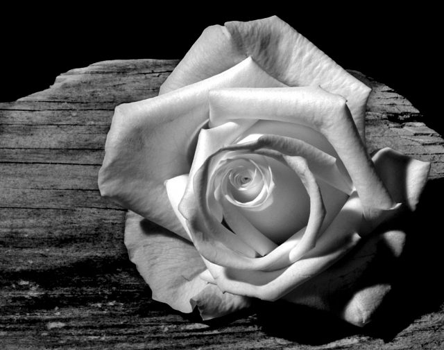 roos zwart wit
