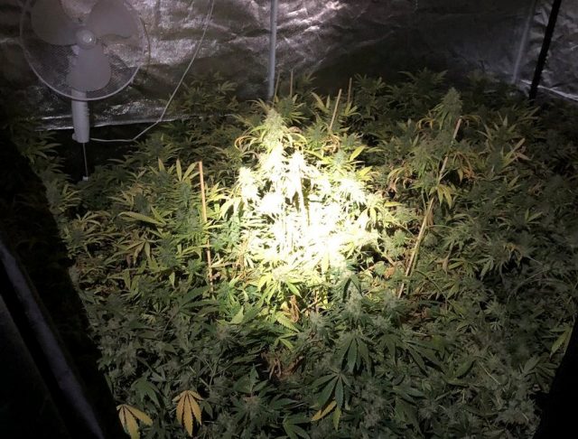 Hennepkwekerij aangetroffen in Alblasserdamse woning