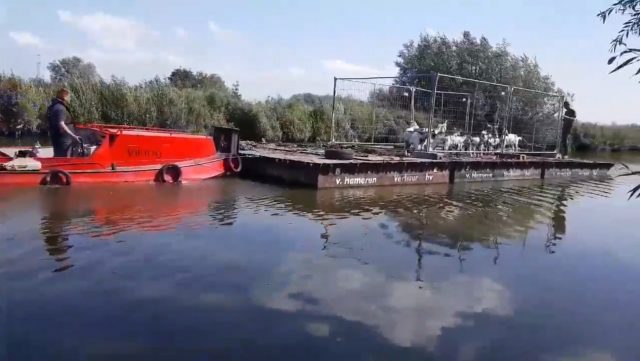 Geiten varen op ponton naar rietmoeras bij molencomplex Kinderdijk