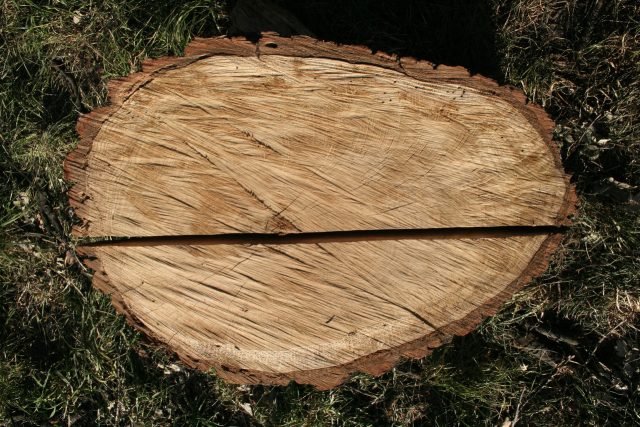 gekapte-boom-boomstam