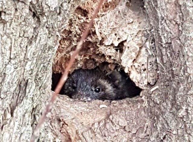 Nest van bunzingen ontdekt tijdens snoeiwerkzaamheden in Zwijndrecht