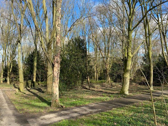 Gemeente Zwijndrecht kapt met spoed 11 zieke bomen