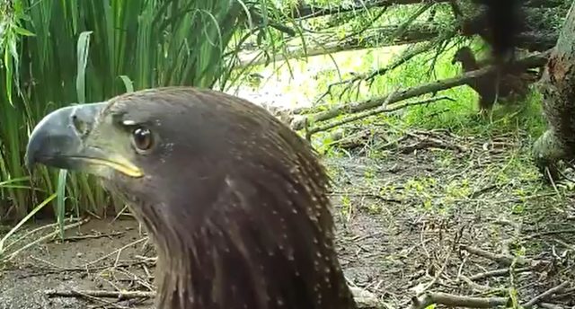 Twee zeearenden duiken op voor camera in Biesbosch