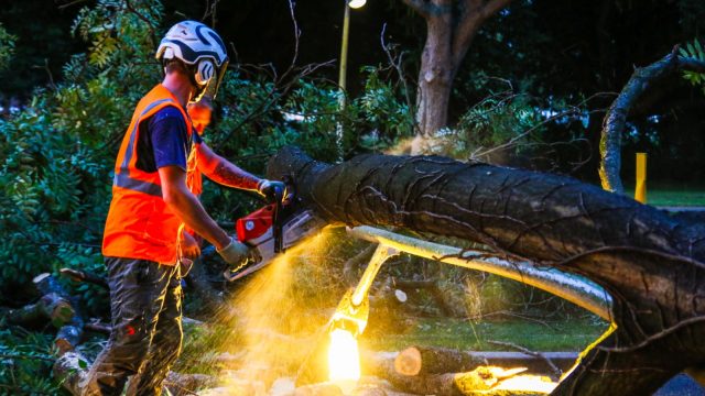 boom develpark zwijndrecht